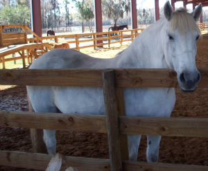 horse clip